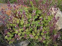 Image result for Aeollanthus rehmannii