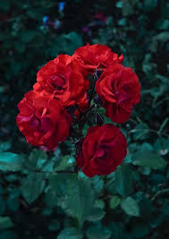 الضرب باليد أو العصا في المنام أو الضرب على الوجه والرأس له العديد من التفسيرات التي أوردها كبار علماء التفسير أمثال ابن سيرين والنابلسي وابن شاهين وغيرهم، وسنوضح لكم ما يحمله هذا التفسير من خير أو شر للرائي في رؤيا منامه. Ø§Ø¶Ø·Ø±Ø§Ø¨ Ø§ØµØ¨Ø¹ Ø§Ù„ÙŠØ¯ Ø§Ù„ØªØ±Ø§Ø« Ø®Ù„ÙÙŠØ§Øª Ø´Ø§Ø´Ù‡ ÙˆØ±Ø¯ Ø¬ÙˆØ±ÙŠ Deryamaksanltd Com