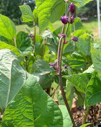 Maybe you would like to learn more about one of these? When To Harvest Green Beans Together Time Family