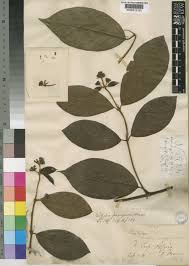 Image result for Rutidea fuscescens