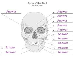 The cranium (skull) is the skeletal structure of the head that supports the face and protects the brain. How To Create Your Own Labeled Worksheet To Support Content Memorization