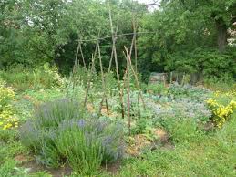 Wettbewerb Natur Im Garten Geht In Die Zweite Runde Garten Pflanzen Naturgarten Pflanzen