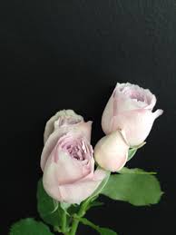 Silver Lace Spray Rose Flower Guide Pretty Roses Spray Roses