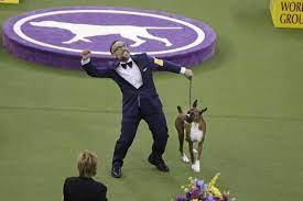Watch the best in show ceremony from the 2018 westminster kennel club dog show #foxsports subscribe to get the latest. Westminster Dog Show 2017 Results Best Of Breed Winners And Day 2 Recap Bleacher Report Latest News Videos And Highlights