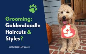 Goldendoodle golden retriever/poodle hybrid dog breed information including pictures, training, behavior, and care of goldendoodles. Grooming Goldendoodle Haircuts Styles Pictures