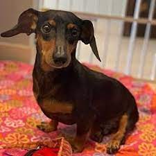 Dachshund puppies rescue south florida. Available Pets At Dachshund Rescue South Florida In Weston Florida Dachshund Rescue Dachshund Adoption Dachshund