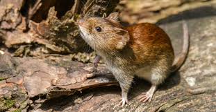 The virus is carried by rodents, including mice. What Is Hantavirus Passport Health