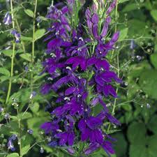 Image result for Lobelia paludigena