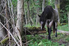 Out Of The Forest Werner Nokota Horses