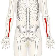 Ulna Wikipedia
