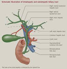 Maybe you would like to learn more about one of these? Anatomy Of The Gallbladder And Bile Ducts Surgery Oxford International Edition