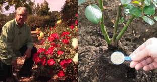 Rosen Im Fruhjahr Rosen Schneiden Und Weitere Tipps Fur Den Fruhling