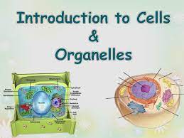 Surface enhancements in glass mobility are complicated in polymers by the interplay of the surface mobile layer thickness with a second length scale (the. Ppt Introduction To Cells Organelles Powerpoint Presentation Free Download Id 2506813