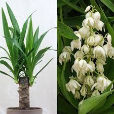 Image result for yucca gigantea en casa