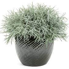 Proven Accents Icicles Licorice Plant Helichrysum Thianschanicum Licorice Plant Plants Helichrysum