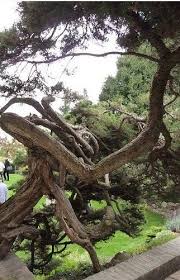 Garden Villa Muller Prague Czech Republic Adolf Loos Priroda Strom
