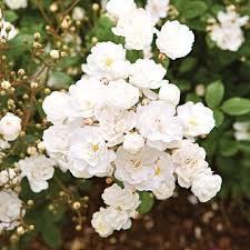 Disease resistant roses zone 5show all. Miniature Rose Flower Garden Plans Garden Planning Flowers