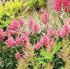 Maybe you would like to learn more about one of these? 12 Vivaces Sans Entretien Qui Fleurissent Tout L Ete Je Jardine