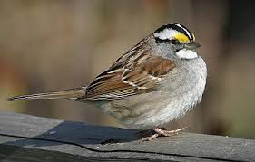 Michigan Bird With Black And White Striped Head White Throated Sparrow Birds Missouri Birds Backyard Birds