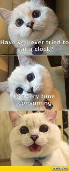 Cat Tells A Joke Funny Animal Memes Funny Animal Jokes Animal Jokes