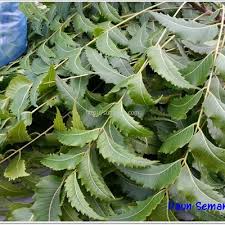 Bila nak gunakan daun semambu, maka pastilah perlu mencari pokoknya. Cara Merawat Demam Campak Dengan Daun Semambu Daun Mambu