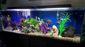 Pin By Michael Stewart On Freshwater Aquarium Fish Freshwater Aquarium Fish Aquarium Fish Freshwater Aquarium