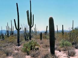 Once inside the monument, az 85 passes two roadside information points and a graded side saguaro national park near tucson is fairly similar to the organ pipe cactus national monument, the main. Saguaro National Park West Section Tucson Mountain