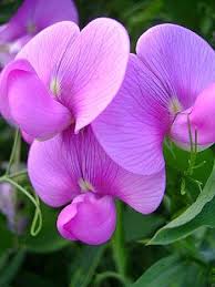 Floral Friday Purple White Purple Flower Photos Sweet Pea Flowers Flower Identification