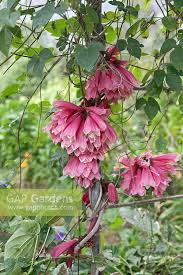 Image result for Tecomanthe dendrophila