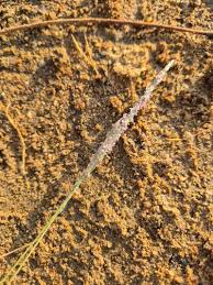 Image result for Sporobolus spicatus