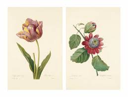 La redoute joins go for good, the galeries lafayette movement, for more responsible fashion and home products. Pierre Joseph Redoute 1759 1840 Auktionen Preisarchiv