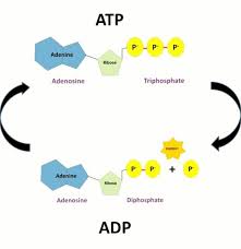 Like most chemical reactions, the hydrolysis of atp to adp is reversible. What Does Atp And Adp Mean Wasfa Blog