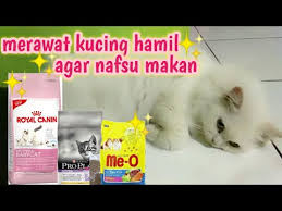 Browse relevant sites & find royal canin. Cara Merawat Kucing Hamil Nami Hamil Makan Apa Aja Ya Youtube
