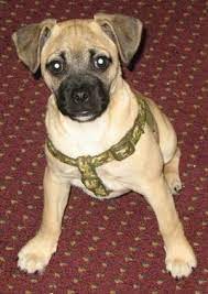 Jug Dog Breed Information And Pictures