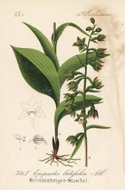 Image result for Epipactis africana