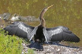 Creepy Bird With Big Mouth Pin On Big Birds