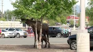 You can play the game on smartphone and tablet (iphone, ipad, samsung, android. Moose Gives Birth In Lowe S Parking Lot Cnn