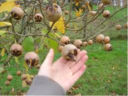 What kind of fruit does a medlar tree produce? What Is A Medlar Fruit Musmula And Where Can You Find Them Dengarden