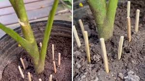 Truco: ¿Por qué poner fósforos o cerillas en una maceta?