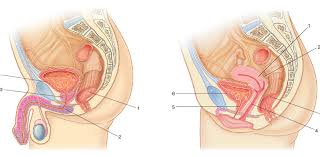 Bác sĩ có nhiều kinh nghiệm trong khám, điều trị, phẫu thuật các bệnh lý ổ bụng. Ung ThÆ° Trá»±c Trang Pháº§n 1 Phan Loáº¡i Theo Vá»‹ Tri Giáº£i Pháº«u Ung ThÆ° Há»c