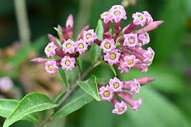 Image result for Cestrum elegans