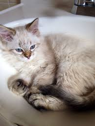 Black And White Siamese Cat Mix Hazel Siamese Mix Rescue Kitten Kitten Rescue Cat People Siamese Cats