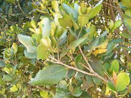 Image result for Olea capensis