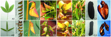 Image result for Crotalaria reptans- intermediates with pisicarpa