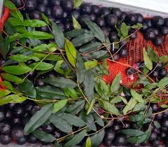 Image result for Plinia