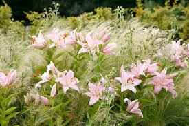 Lilien im topf richtig überwintern. Lilien Pflanzen Und Pflegen Mein Schoner Garten