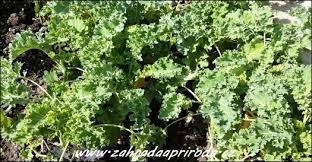 Image result for kadeřávek