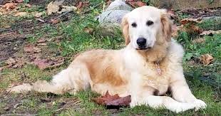 It is friendly with everyone, including other dogs. As Good As Gold Golden Retriever Rescue Of Illinois