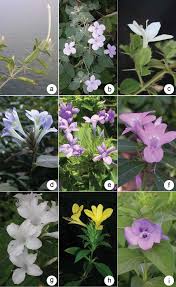 Image result for Barleria