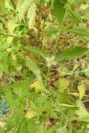 Image result for Scoparia dulcis